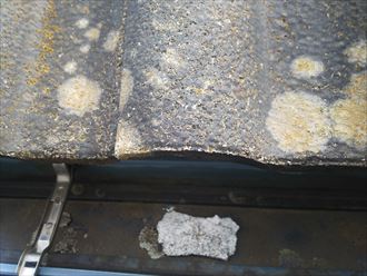 千葉市稲毛区穴川で漆喰が軒樋に落下