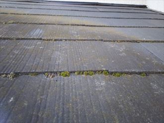 千葉市中央区宮崎町で化粧スレート屋根の下屋根に苔や藻、カビの発生