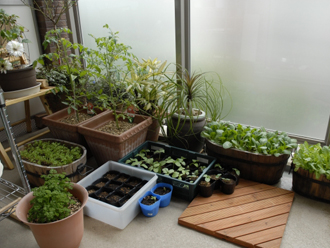 バルコニーの植物