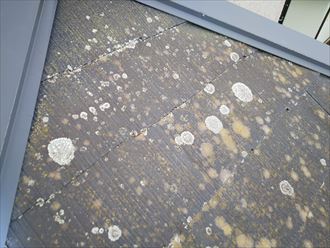 千葉市花見川区千種町で陽当たりの悪い北側に苔の発生が顕著