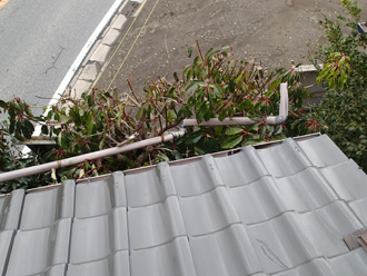 木に取り込まれた雨樋