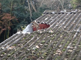 割れ