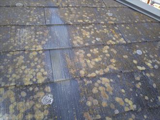 千葉市中央区宮崎町で化粧スレート屋根の塗装の劣化により苔の発生