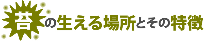 苔の生える場所とその特徴