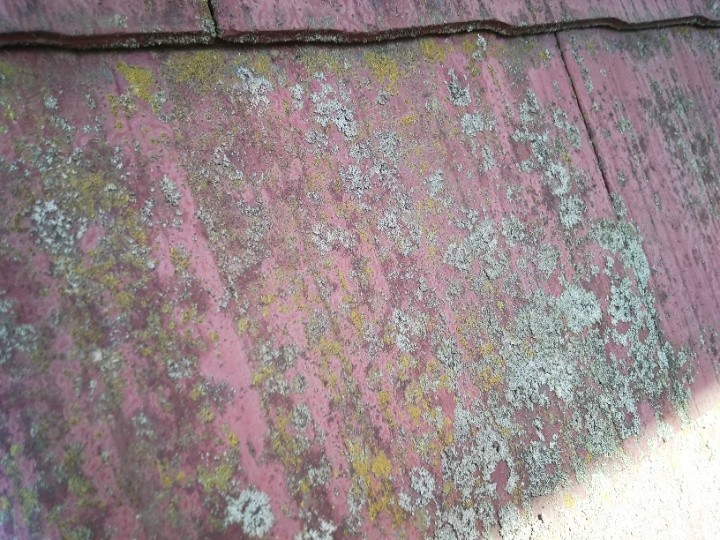 表面のコケとカビの密集