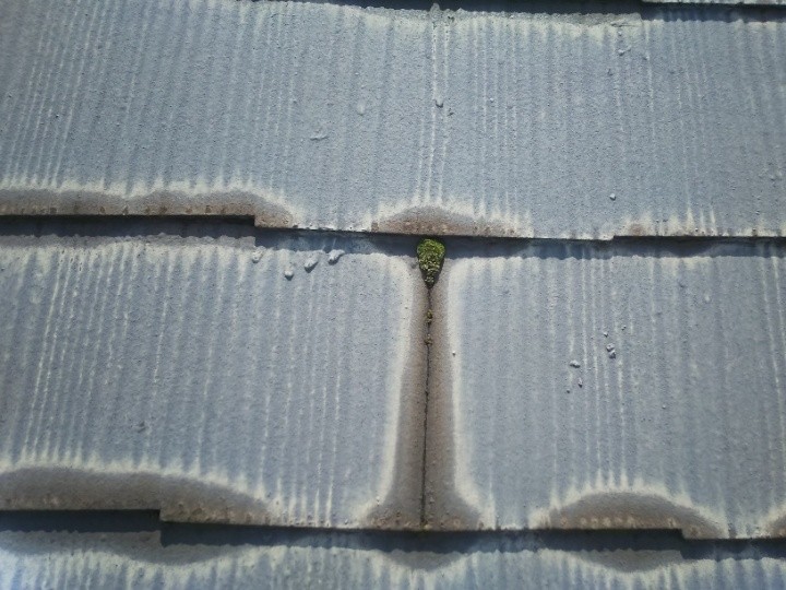 目地に発生した苔