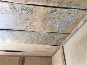天井に発生したカビ