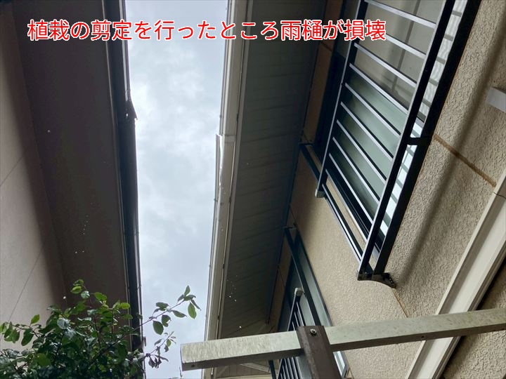 植栽の剪定を行ったところ雨樋が損傷