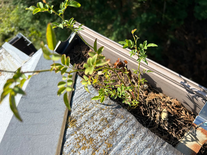 屋根の雨樋はメンテナンスが必要？不具合を放置するリスクと対処方法