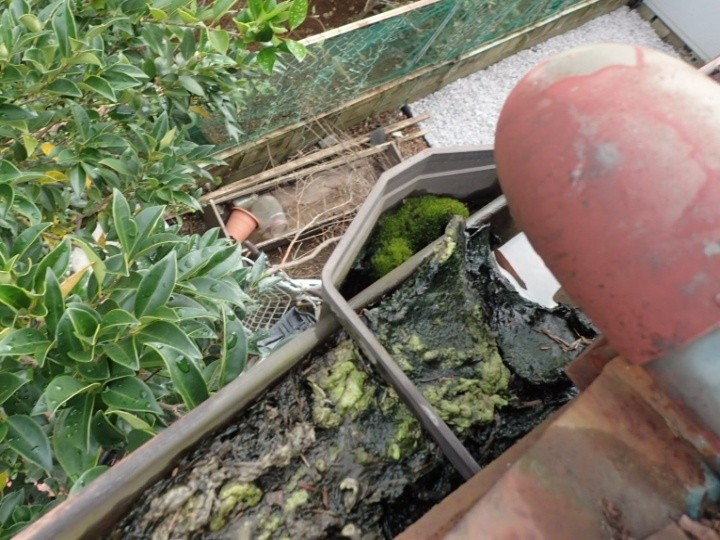 雨漏りと雨樋の詰まりが発生したお住まい