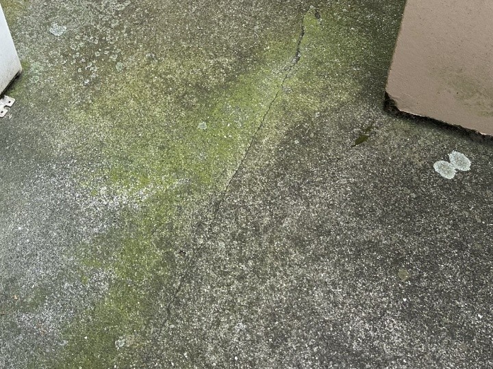 床面の部分的な苔の広がり
