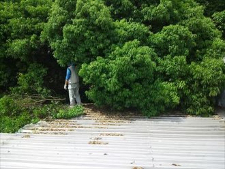 屋根裏側の樹木が覆いかぶさる状態