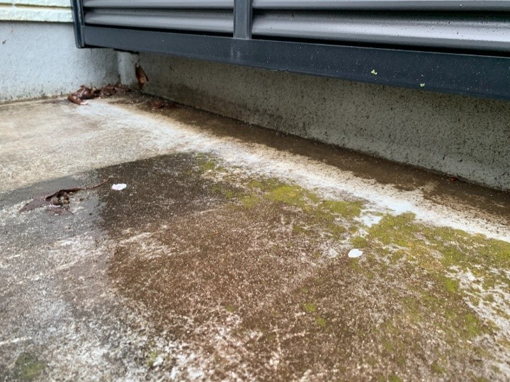 苔の繁殖が見られる床面の劣化サイン