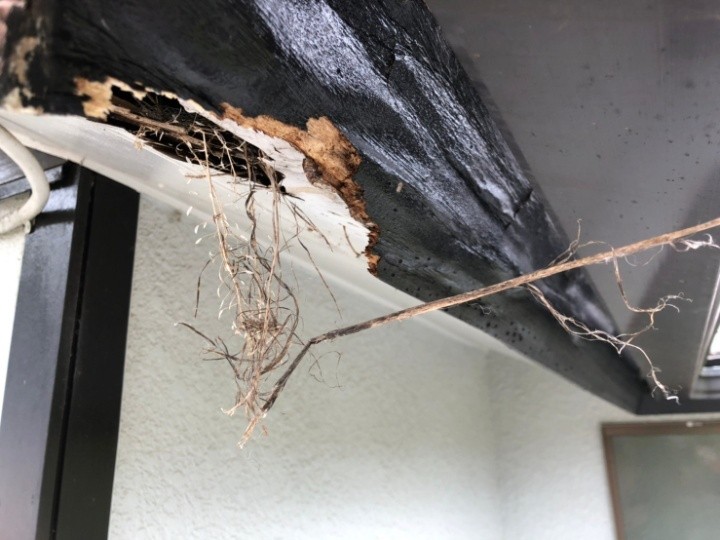 破風板周辺の著しい傷みと巣材の付着