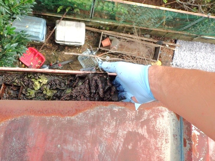 雨樋の堆積物撤去
