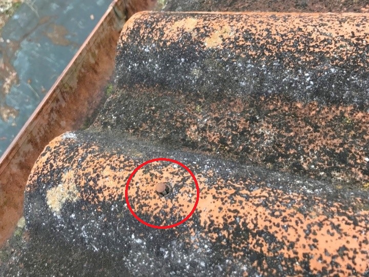 釘が抜けて穴だけが残っている箇所