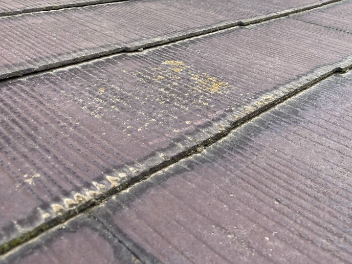 コケ・カビの確認
